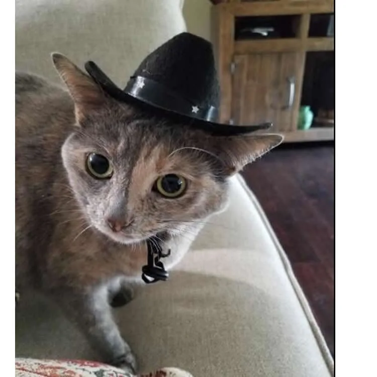 Cool Pet Dog Custom Wool Felt Cowboy Hat