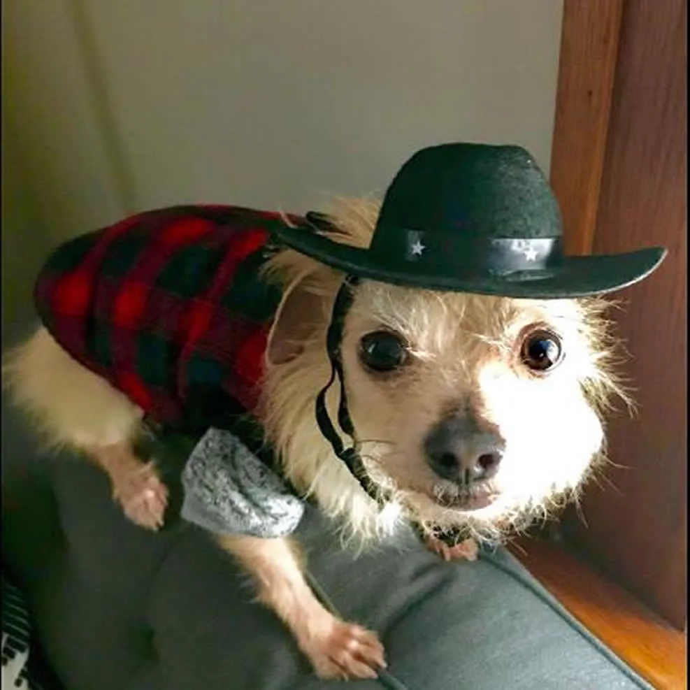 Cool Pet Dog Custom Wool Felt Cowboy Hat